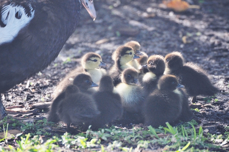 Muskovee mom and chicks